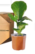Planta decorativa